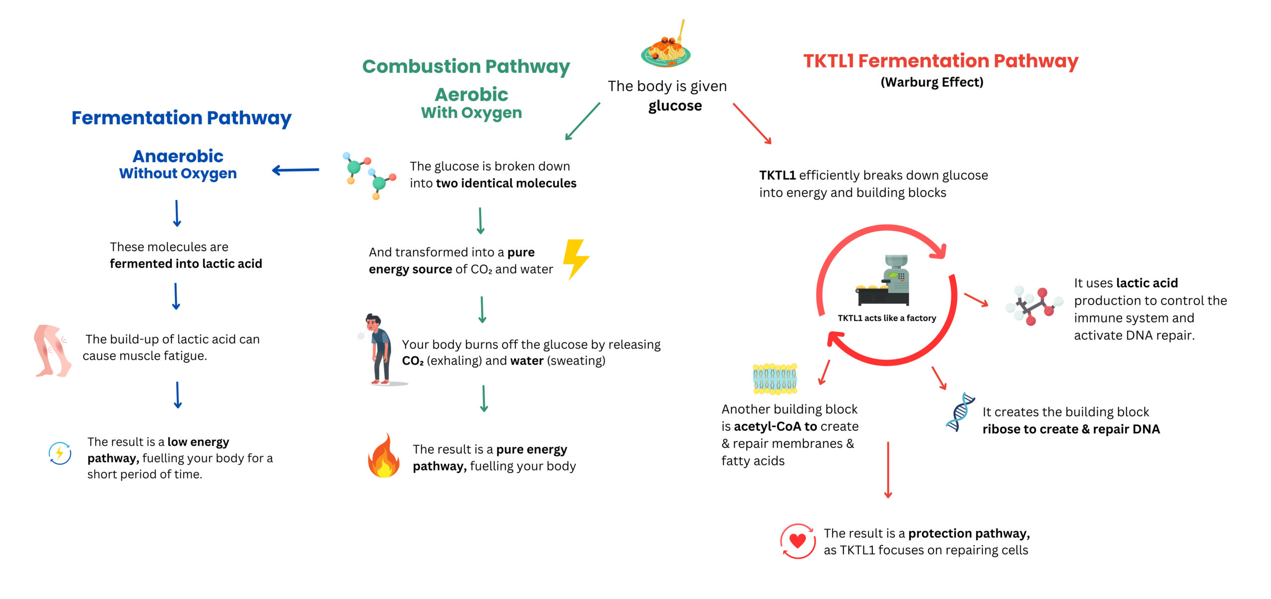 TKTL1-Fermentation-Pathway